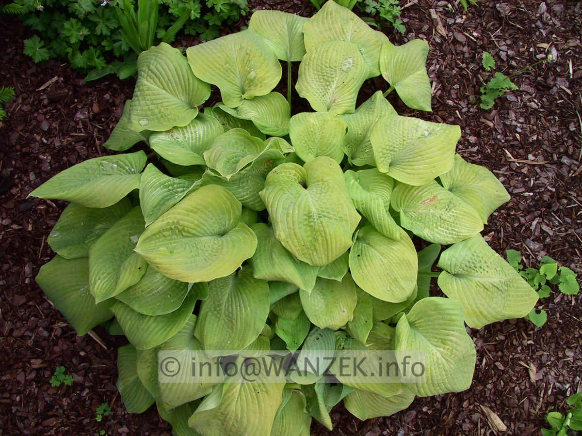 Hosta Hybride Compacta Aurea 02.jpg